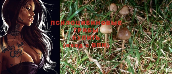 PSILOCYBIN Арсеньев